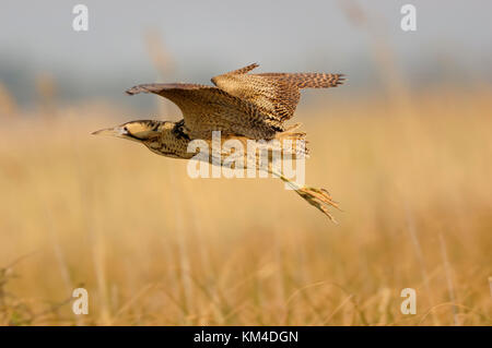 Eurasian Bittern / Rohrdommel ( Botaurus stellaris ), adult in flight over reeds, Europe. Stock Photo