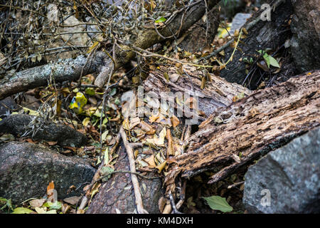 Trunk of fallen, broken and rotten tree in the forest near the river Jerte, Cáceres, Extremadura, Spain. Stock Photo