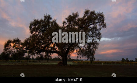 An oak tree, Quercus californicus, in the sunrise in Davis, California, USA, featuring orange and blue colors and a vineyard in the background Stock Photo