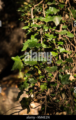 A vine grows on the trunk of a tree in the forest next to the throat of Nogaledas, Valle del Jerte, Cáceres, Extremadura, Spain. Stock Photo