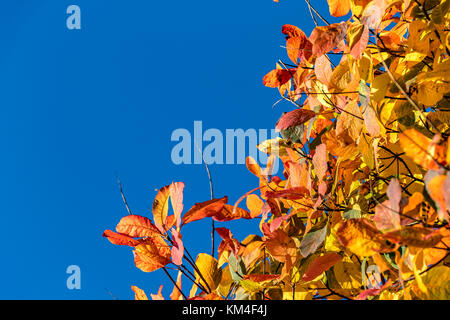 Close up of leaves in full Autumn colour an mixture of red , orange and yellow leaves with copy space