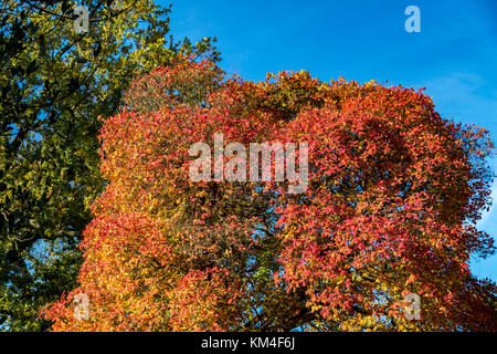 Tree in full Autumn colour with orange and red leaves Stock Photo