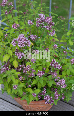 Oregano im Topf, Blumentopf, Wilder Dost, Echter Dost, Gemeiner Dost, Origanum vulgare, Oregano, Oreganum, Wild Marjoram, flower pot, garden pottery,  Stock Photo