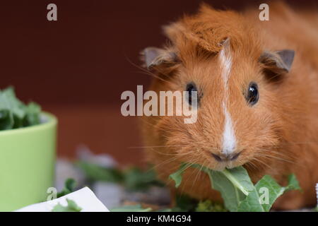 Guinea Pig eating Kale in her hutch Stock Photo