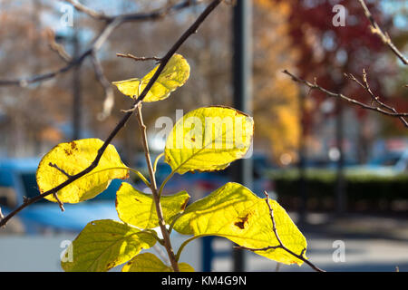 Leaves Stock Photo