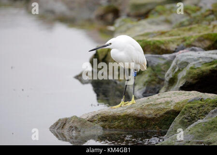 Egretta garzetta, Little Egret, on rocks in Three Shells Lagoon Southend on Sea, Essex, with CT tag Stock Photo