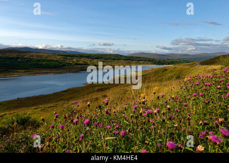 Blumenwiese am Loch Loyne,  Northwest Highlands, Schottland, Grossbritannien Stock Photo