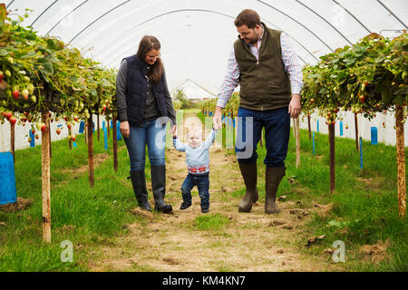 Fruit picking in a poly tunnel, PYO. A family and a baby boy walking between rows of strawberry plants grown on raised platforms in a polytunnel. Stock Photo