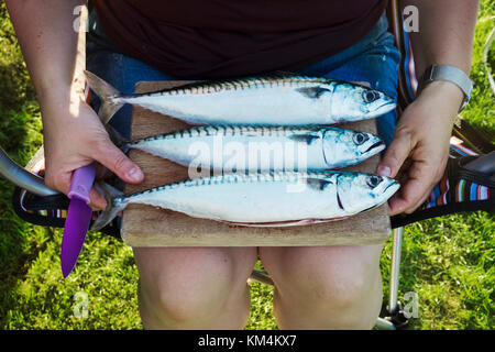 Three fresh mackerel fish on a wooden board, being prepared for cooking. Stock Photo