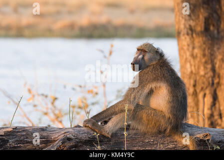 Chacma Baboon (Papio ursinus) sitting on log next to river at sunset Bwabwata National Park, Namibia Stock Photo