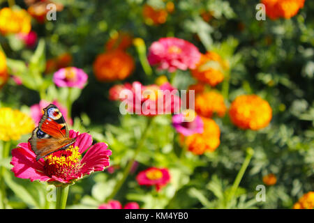 Macro of butterfly peacock eye collects nectar on the zinnia. Macro of butterfly Stock Photo