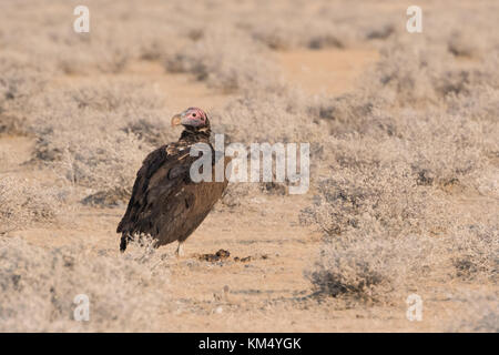 Lappet-faced vulture (Torgos tracheliotos) standing on ground in desert clearing Etosha National Park, Namibia Stock Photo