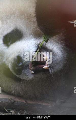 Close Up Macro Shot of Panda Mouth and Teeth while Giant Panda Bear Eats Bamboo. Taken in Chengdu, China Stock Photo