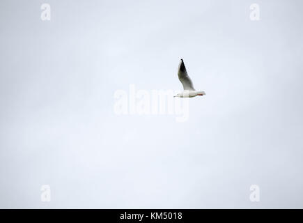 flying seagull Stock Photo