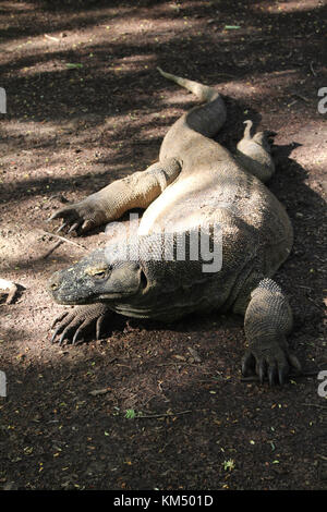 A Large Isolated Komodo Dragon sits in the sun and shade on the Komodo Islands in Indonesia, looking left with it's whoel body in frame. The tail snak Stock Photo