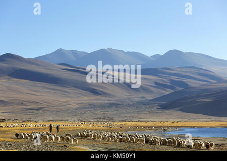 Changpa nomads with their herds of pashmina goat and sheep in the Tso Moriri region of Ladakh, Jammu and Kashmir, India. Stock Photo