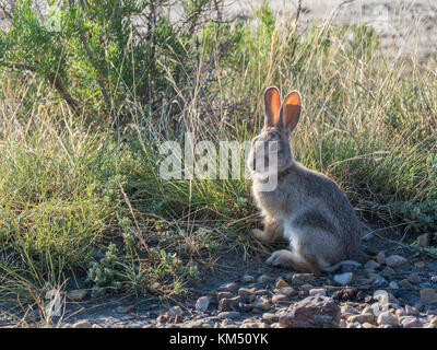 Cottontail rabbit, Badlands Trail, Dinosaur Provincial Park, Alberta, Canada. Stock Photo