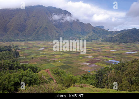 Rice, garlic, tomato, chili and cabbage fields in the Sembalun valley at the foot of Mount Rinjani, active volcano on the island Lombok, Indonesia