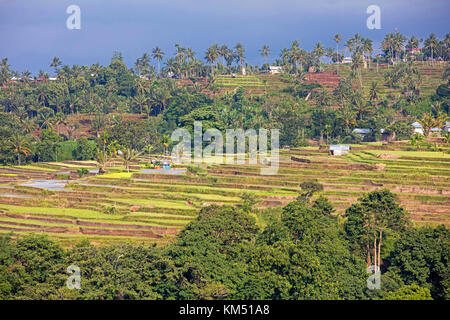 Coconut trees and terraced rice fields on the slopes of of Mount Rinjani, active volcano on the island Lombok, Indonesia