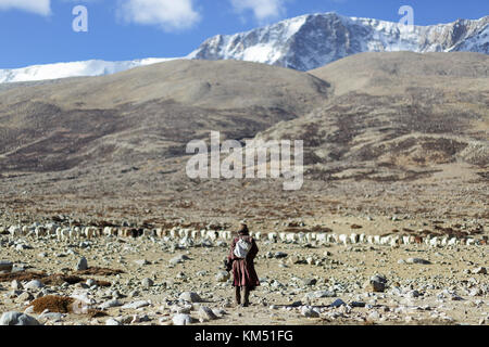 A man from Changpa nomads on his way to take his herd of goats to the mountains, Tso Moriri, Ladakh, Jammu and Kashmir, India. Stock Photo