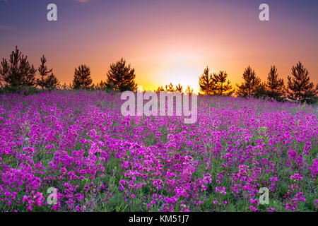 spring wild flowers on a field. summer rural landscape with purple flowers on a meadow and  sunset. blossoming  field wildflowers on sunrise. Stock Photo