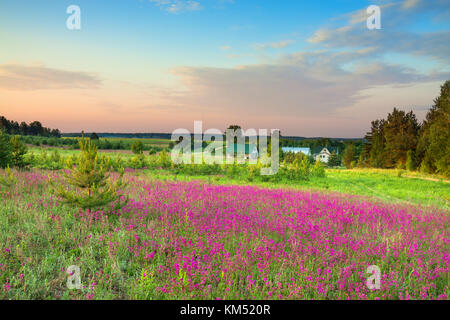 summer rural landscape with a blossoming meadow and a farm. spring wild flowers on a field.  purple flowers on a meadow and  sunset.  flowering field  Stock Photo