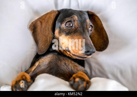 Black and tan miniature dachshund pet dog asleep in bed Stock Photo
