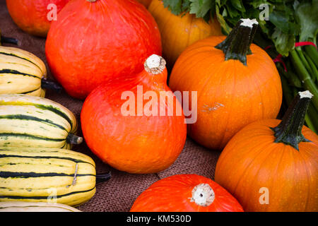 Fresh ripe organic winter squash at the weekend farmer's market in Penticton, British Columbia, Canada. The farmer's market sells fresh produce from l Stock Photo