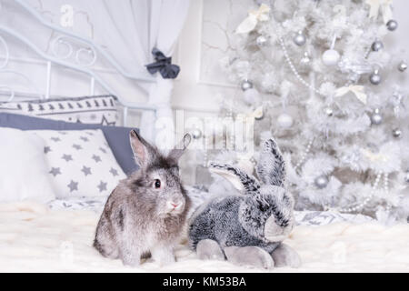 Live rabbit and toy sitting on the bed on the background of a Christmas tree Stock Photo