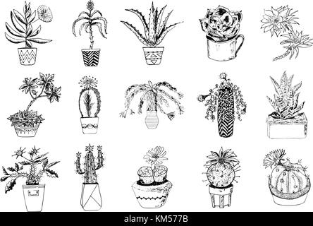 Succulents set, cactus, peyote, echeveria, haworthia, aloe vera. Green decorative plants in the teacup and pots. Floral botanical leaves engraved. hand drawn. vector collection bushes and branches. Stock Vector