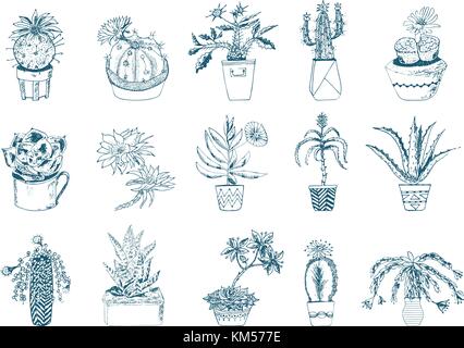 Succulents set, cactus, peyote, echeveria, haworthia, aloe vera. Green decorative plants in the teacup and pots. Floral botanical leaves engraved. hand drawn. vector collection bushes and branches. Stock Vector