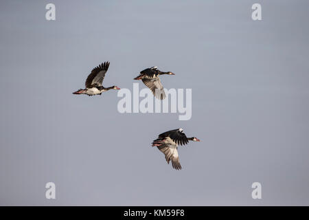 Three spur-winged geese Plectropterus gambensis in flight Stock Photo