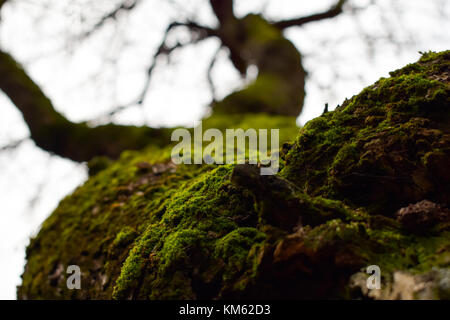 Pear tree at autumn - close-up Stock Photo