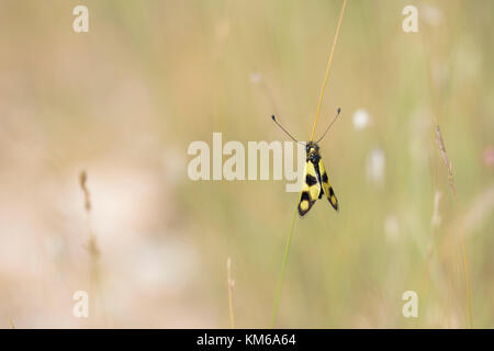 Oestliches Schmetterlingshaft, Libelloides macaronius, Ascalaphid Owlfly from Croatia Stock Photo