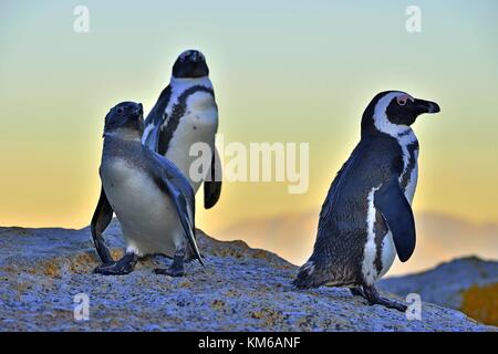 African penguins (spheniscus demersus) The African penguin on the shore in  evening twilight.  Red sunset sky. Stock Photo