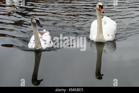 two swans on a river Stock Photo