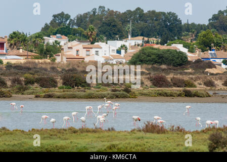 Rosaflamingo, Phoenicopterus roseus, Greater flamingo Stock Photo