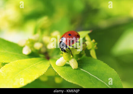 Lady bug on little white flower Stock Photo