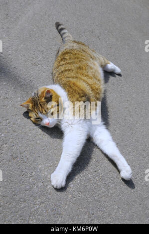 Cat sunbathing on the street Stock Photo
