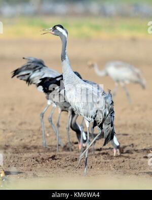 Cranes  in a field foraging.  Grey bird with long neck.  Common Crane, Grus grus, big bird in the natural habitat. Stock Photo