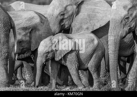 black and white close up image of a group of elephants surrounding a young one at Addo Elephant Park, Eastern Cape, South Africa.  Beautiful texture. Stock Photo