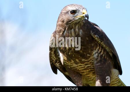 Common buzzard (Buteo buteo) on perch Stock Photo