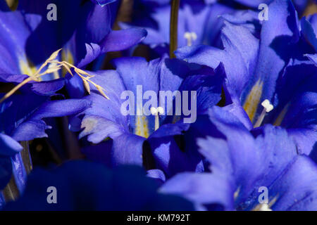 blue flowers of gentiana alpina Stock Photo