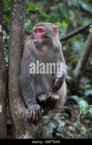 Wild Feral Rhesus Monkeys Living in Zhangjiajie National Park China Stock Photo