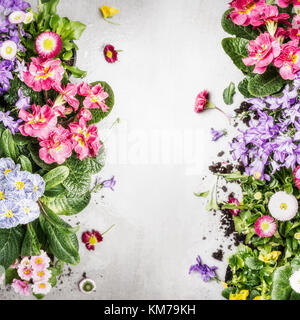 Various colorful garden flowers and plants ,top view, frame. Floral border Stock Photo