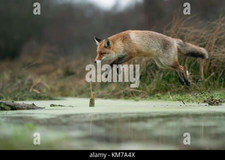 Red Fox / Rotfuchs ( Vulpes vulpes ), adult in winterfur, jumping over a swamp, far jump, wildife, Europe. Stock Photo