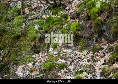 Moss, branches and dry leaves in a forest near Jerte, Extremadura, Spain Stock Photo