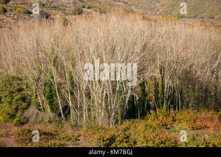 View of different types of trees without leaves at sunset near Jerte, Extremadura, Spain at sunset. Stock Photo