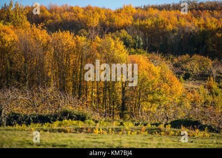 View of different types of trees without leaves at sunset near Jerte, Extremadura, Spain at sunset. Stock Photo