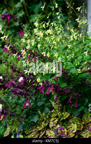 Salvia Love and Wishes,purple,flowers,yellow salvias,mix,mixed,combination,RM Floral Stock Photo